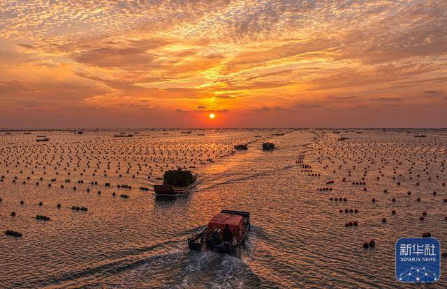 皇冠登3管理出租_山东荣成：鲍鱼收获忙